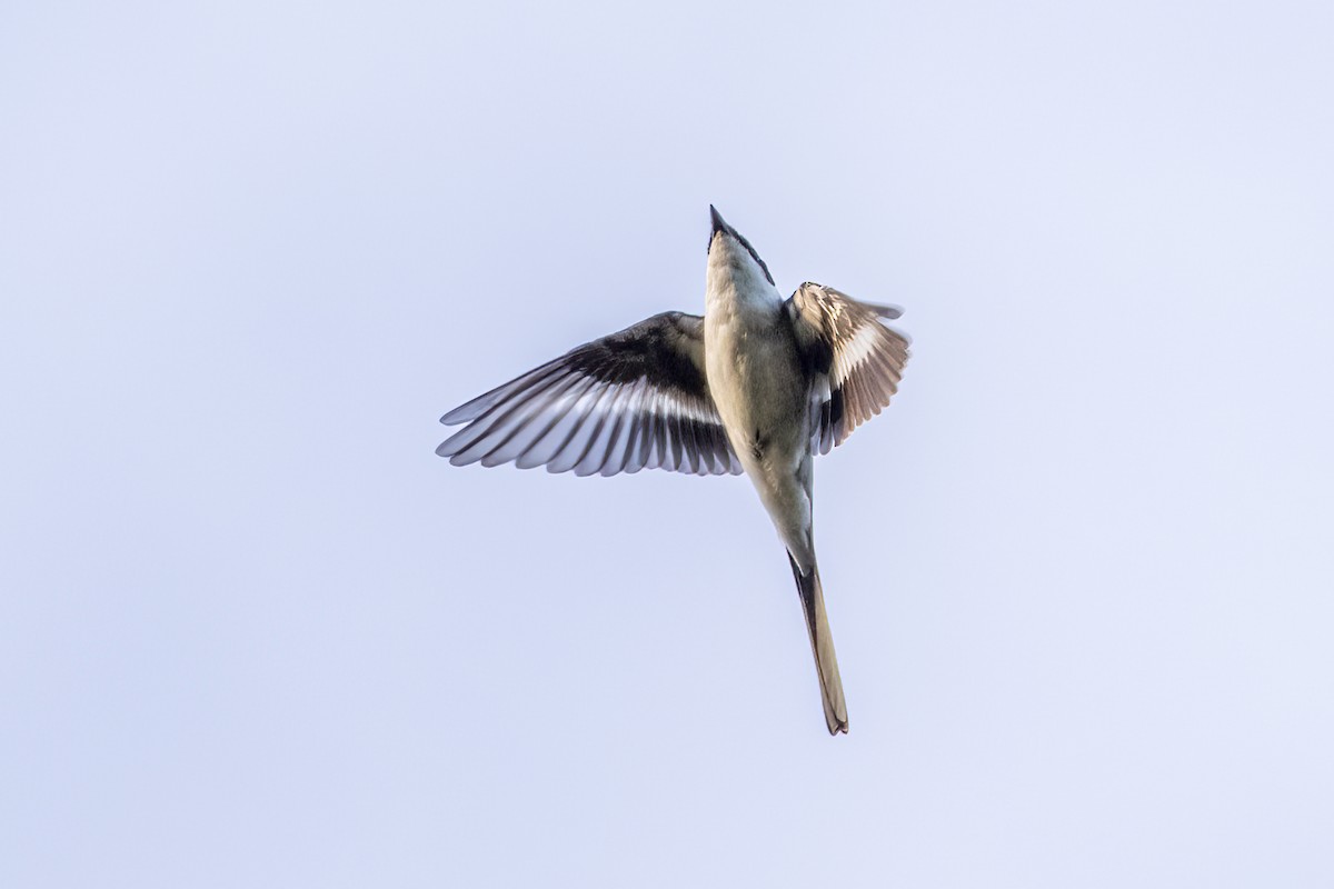 Ashy Minivet - Louis Bevier