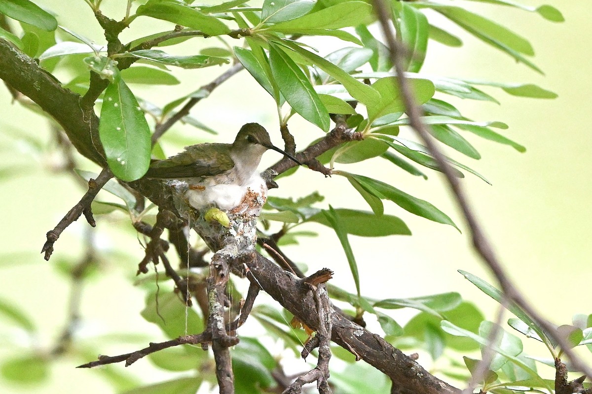 Black-chinned Hummingbird - ML564431771