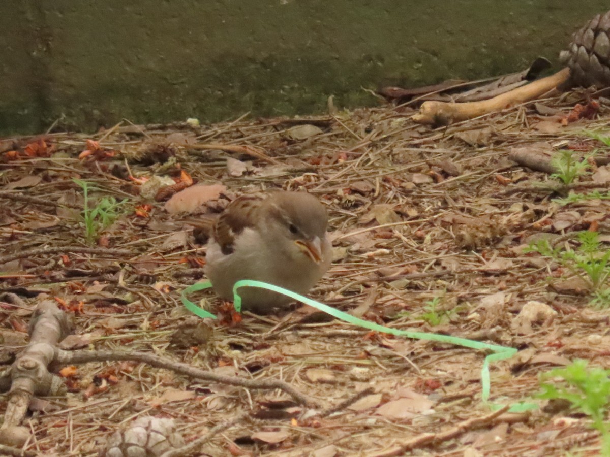 House Sparrow - ML564432221