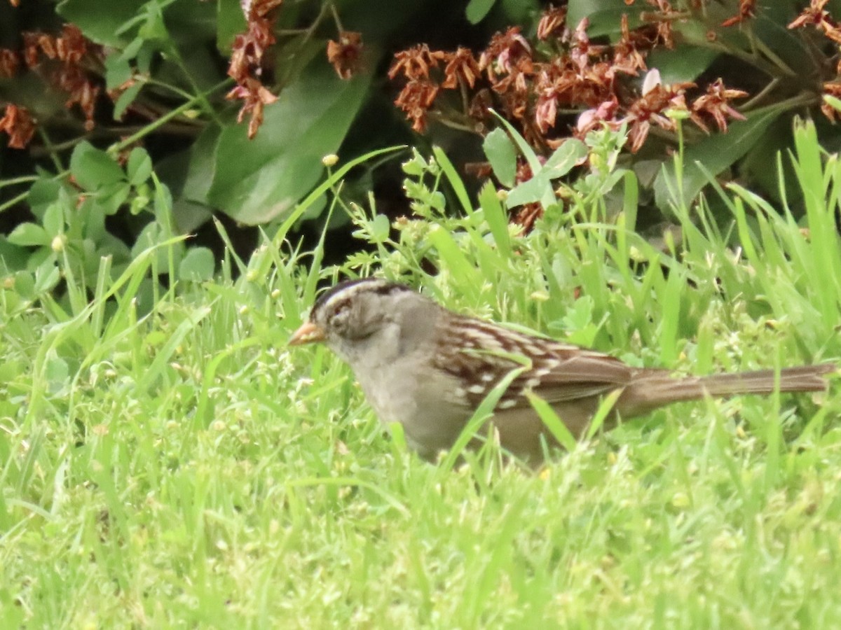 White-crowned Sparrow - ML564432311