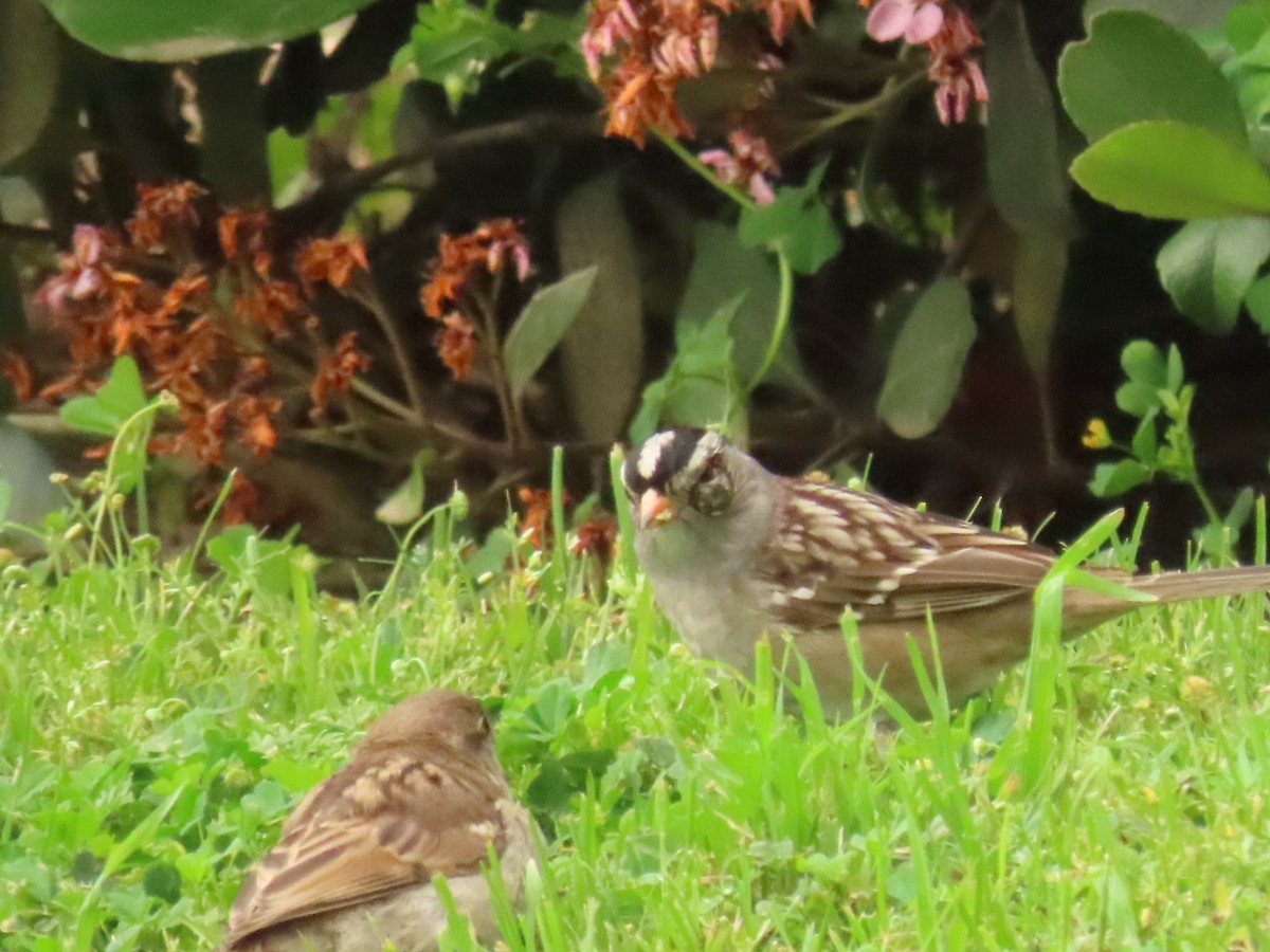 White-crowned Sparrow - Nancy Salem