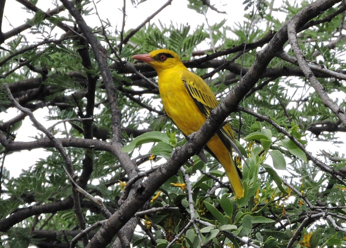 African Golden Oriole - ML56443351