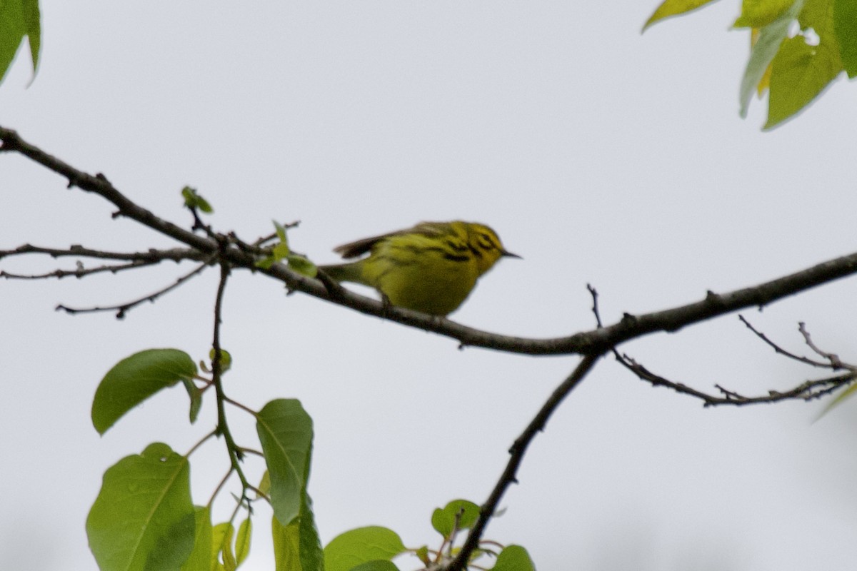 Prairie Warbler - ML564434171