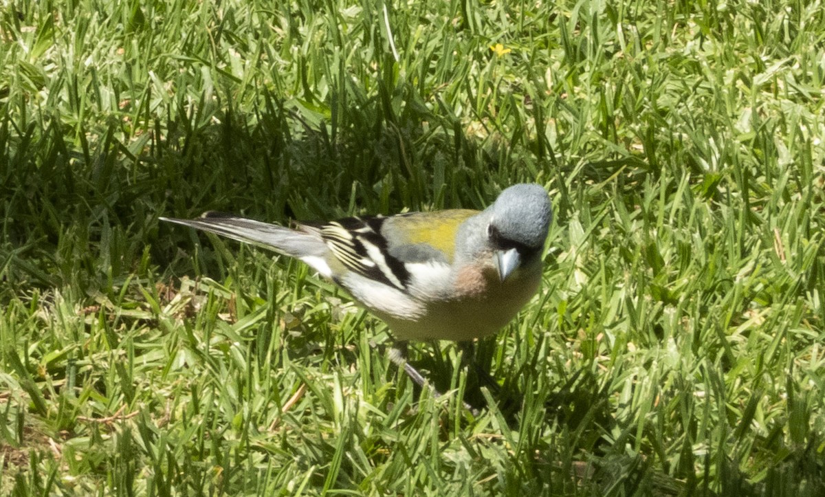 Common/African Chaffinch - ML564434881