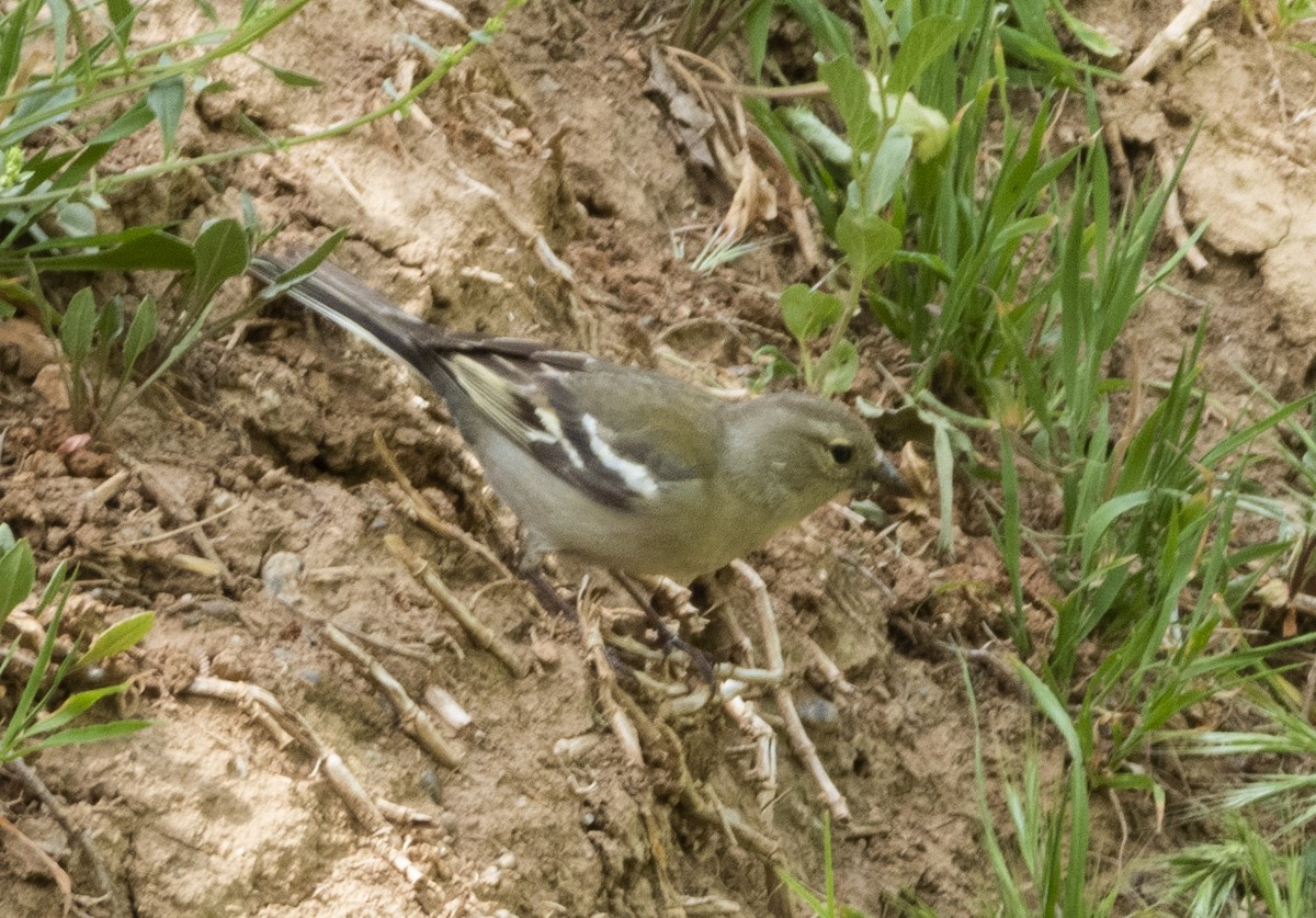 Common/African Chaffinch - ML564434901