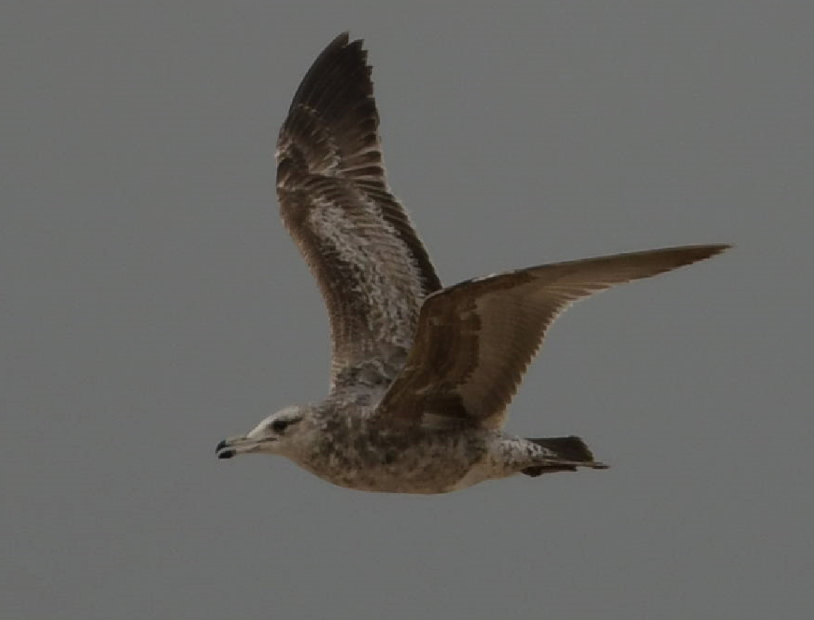 California Gull - ML564435261