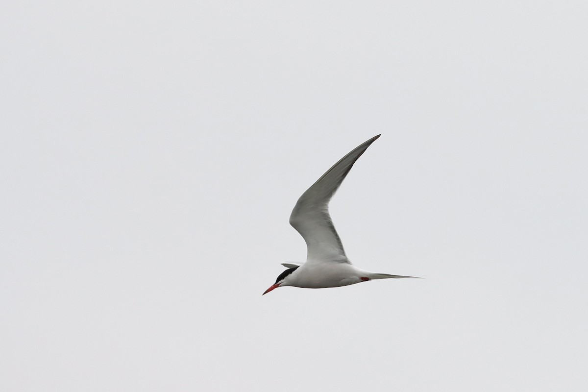 Common Tern - ML564436691