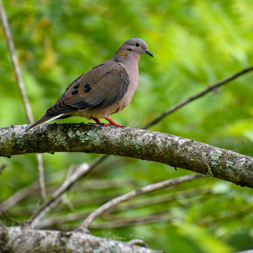 Eared Dove - ML564438181
