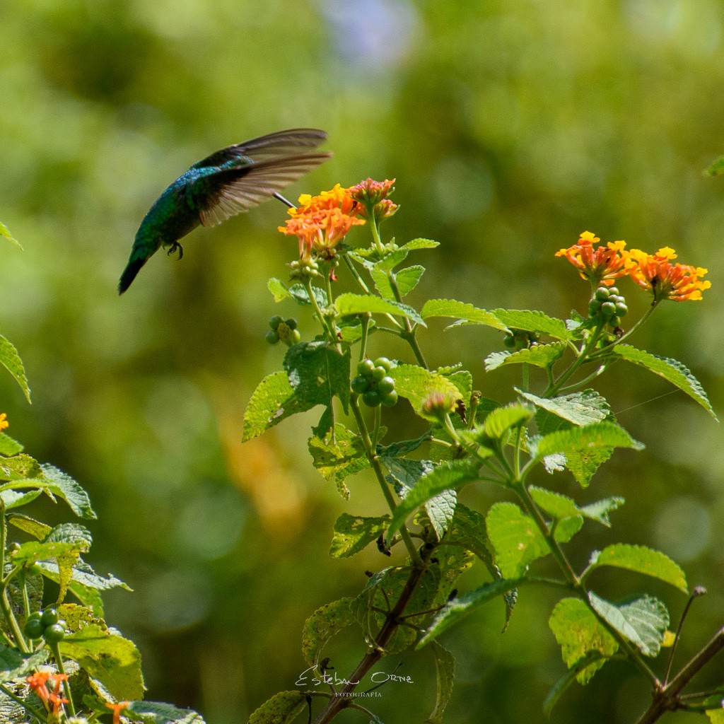 Steely-vented Hummingbird - ML564438251