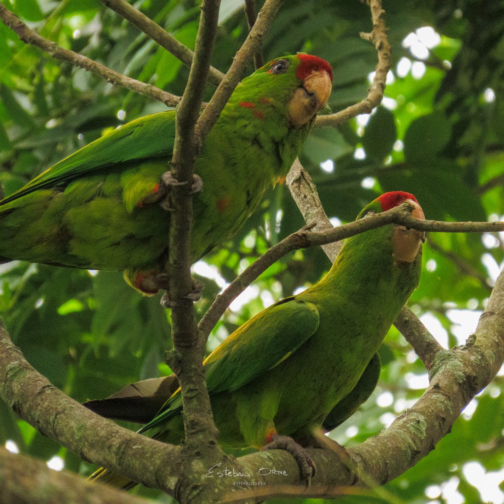 Scarlet-fronted Parakeet - ML564438381
