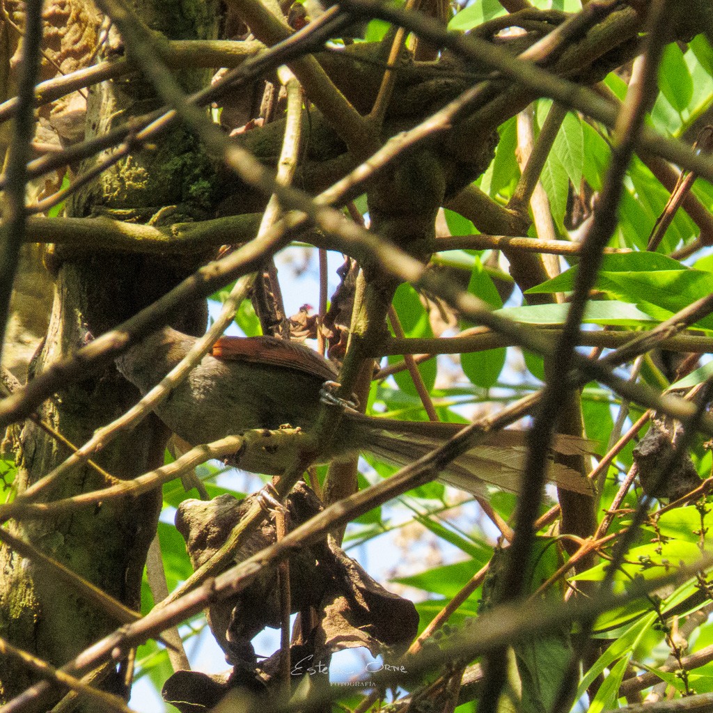 Azara's Spinetail - ML564438471