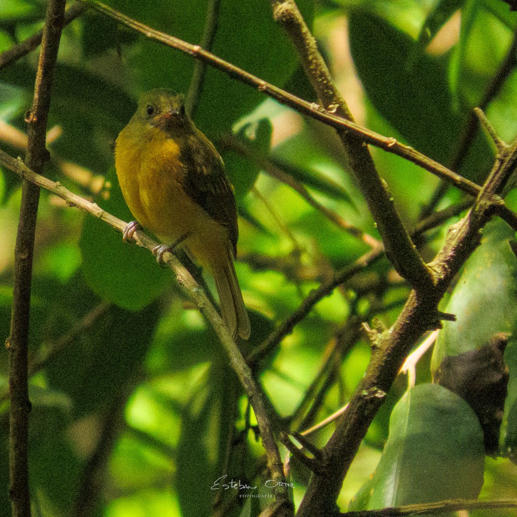 Ochre-bellied Flycatcher - ML564438511