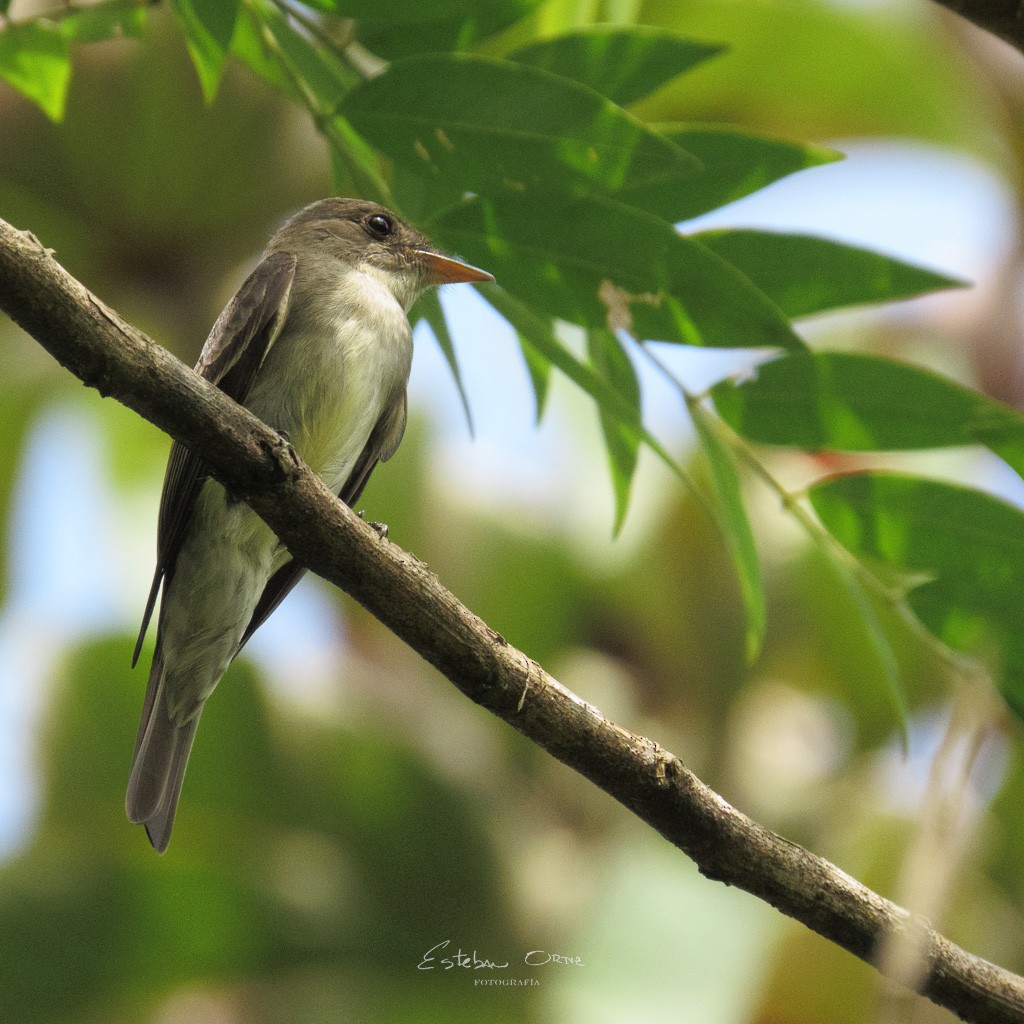 Eastern Wood-Pewee - ML564438601