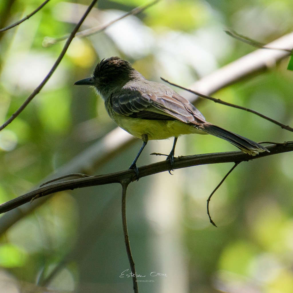 Apical Flycatcher - ML564438651