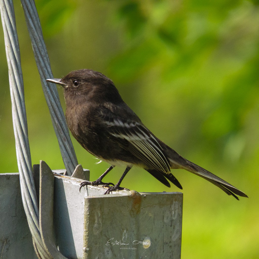 Black Phoebe - ML564438751