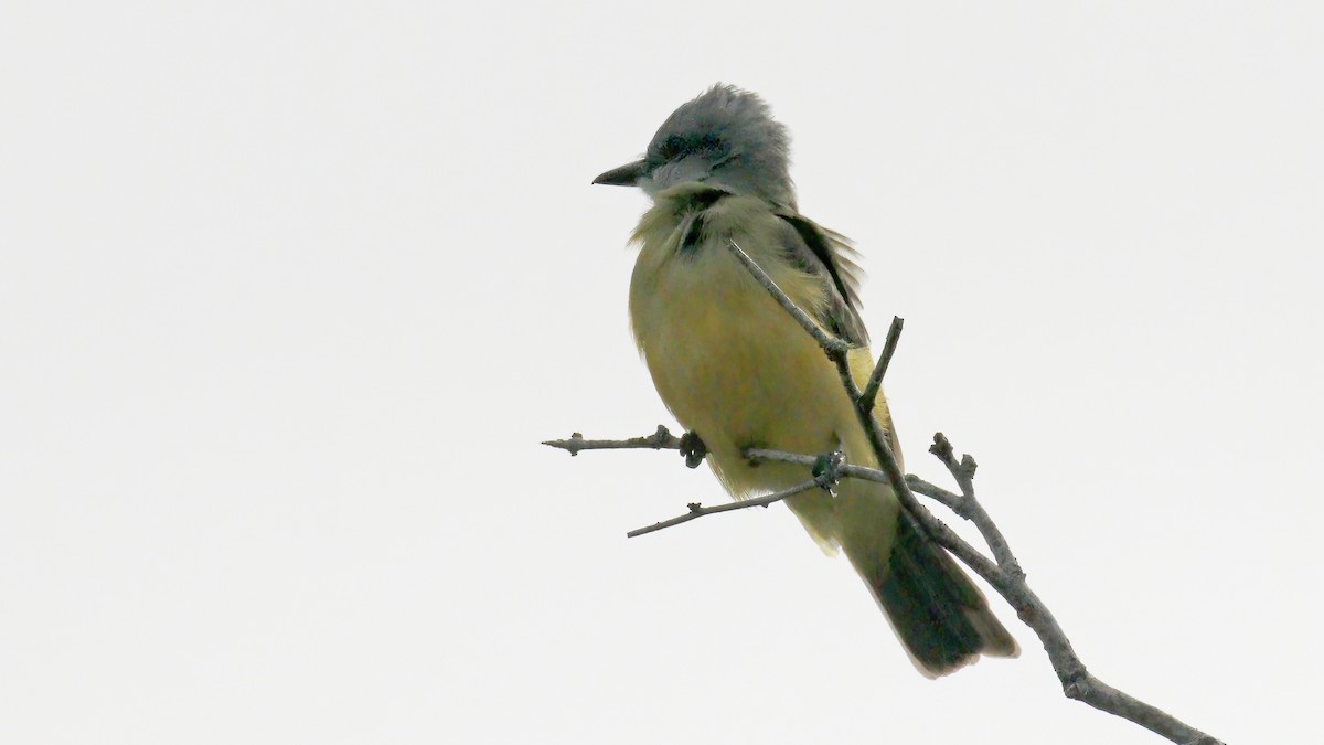 Couch's Kingbird - ML564439081