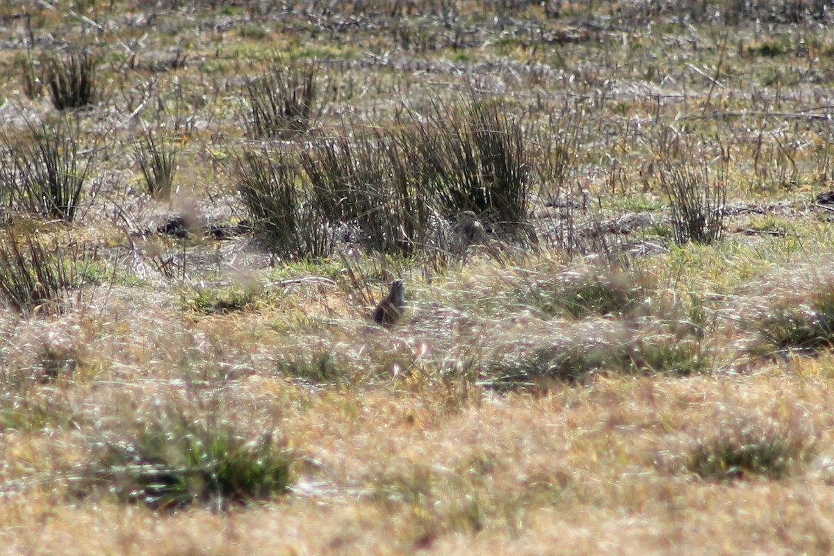 Eastern Meadowlark - ML564439411