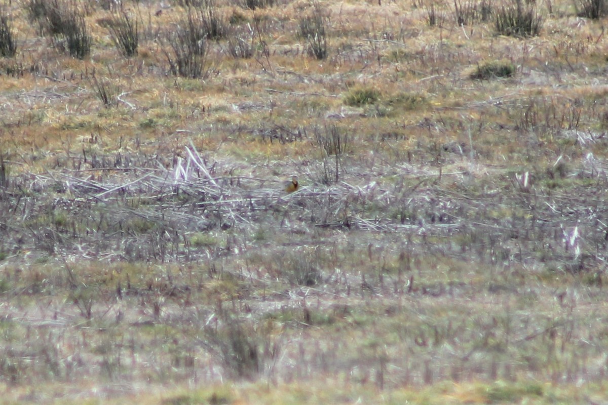 Eastern Meadowlark - ML564439421