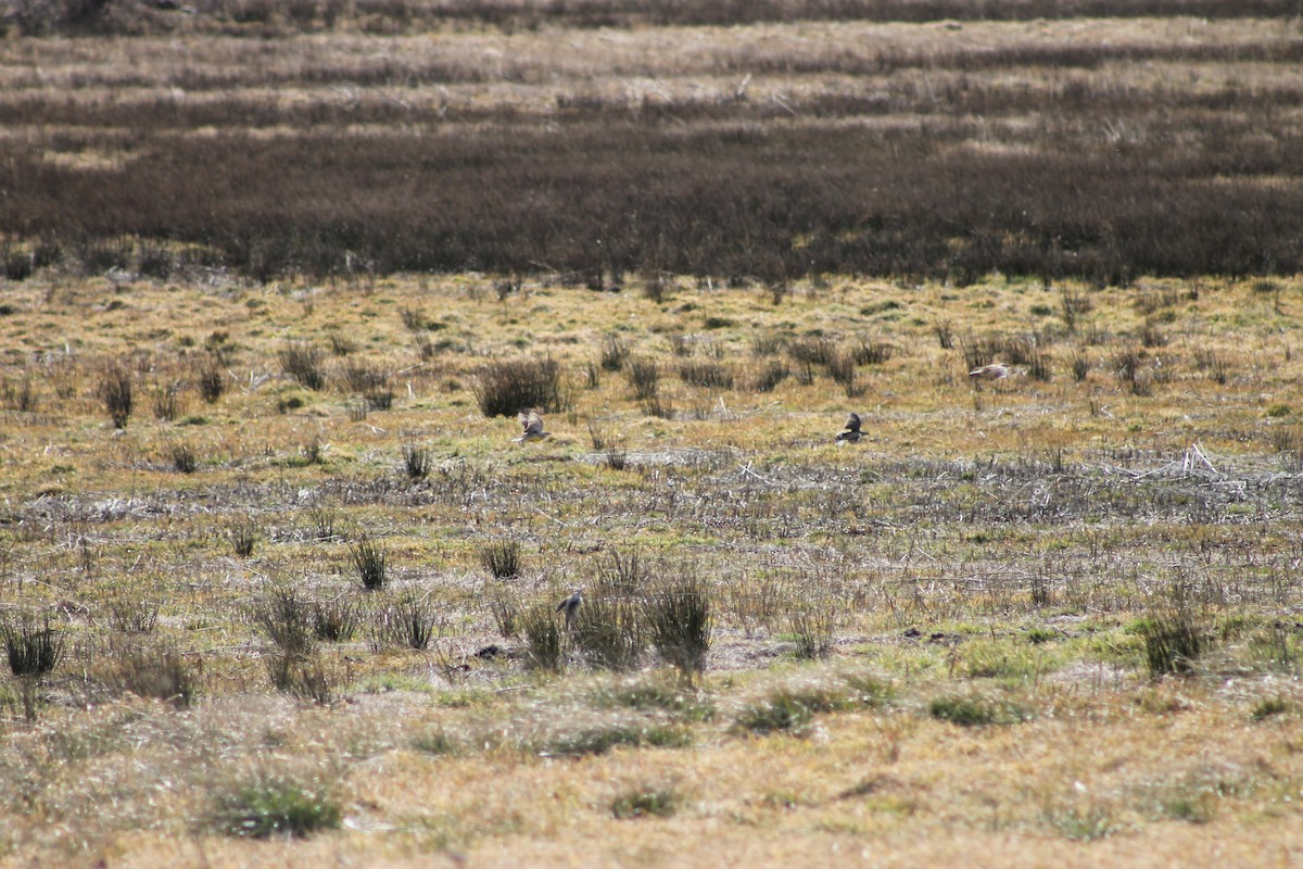 Eastern Meadowlark - ML564439441