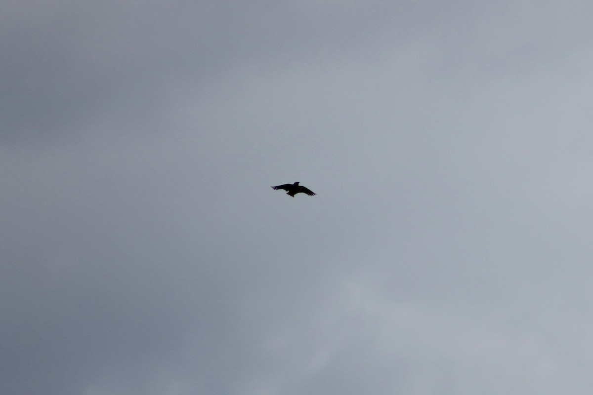 Eastern Meadowlark - ML564439661