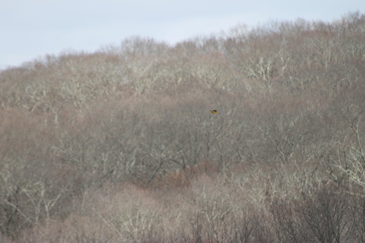 Eastern Meadowlark - ML564439701