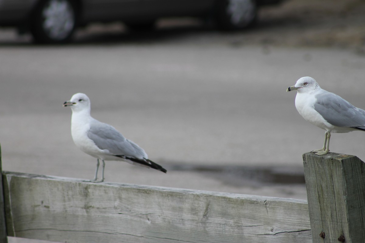 Ring-billed Gull - ML564440161