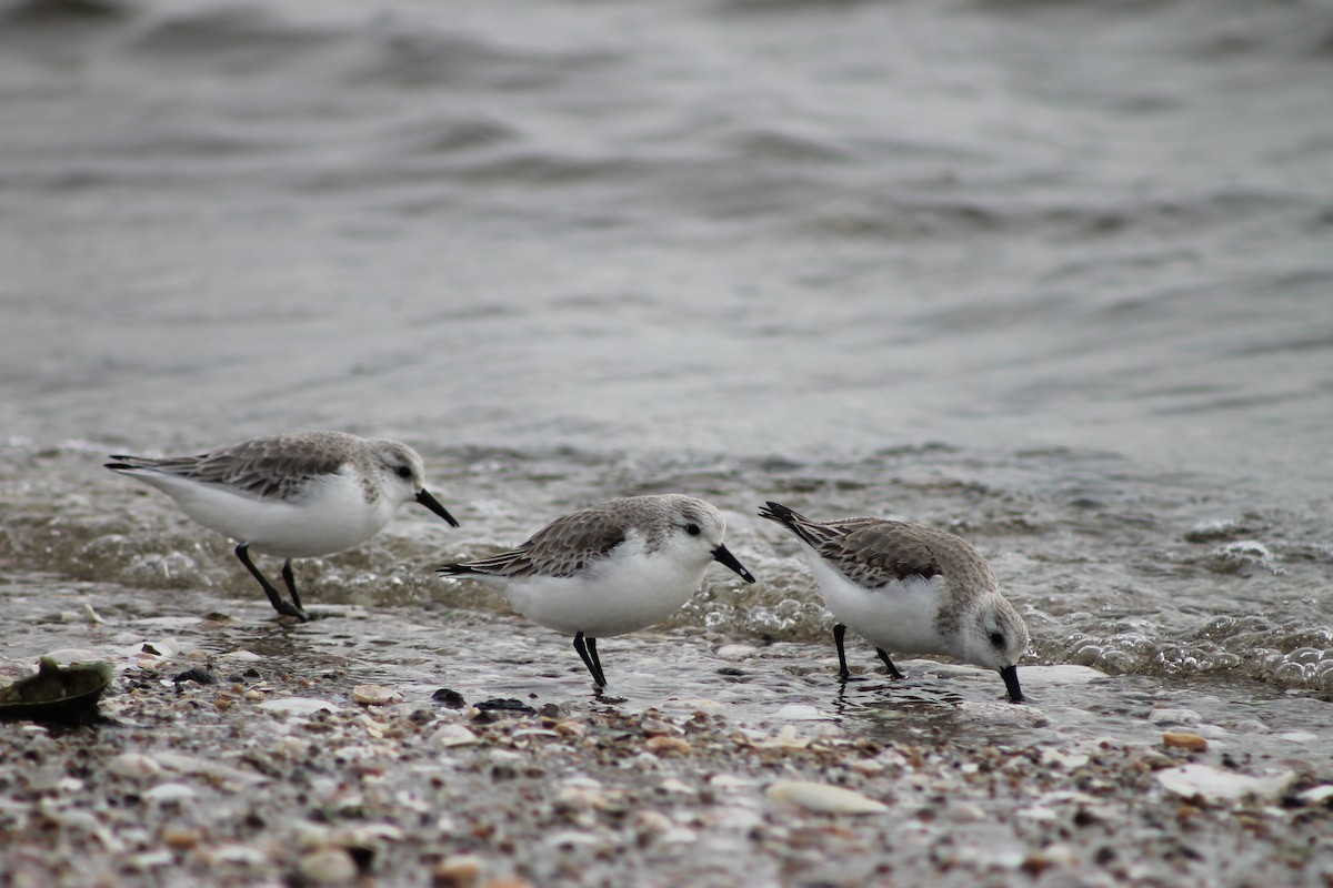 Bécasseau sanderling - ML564440231