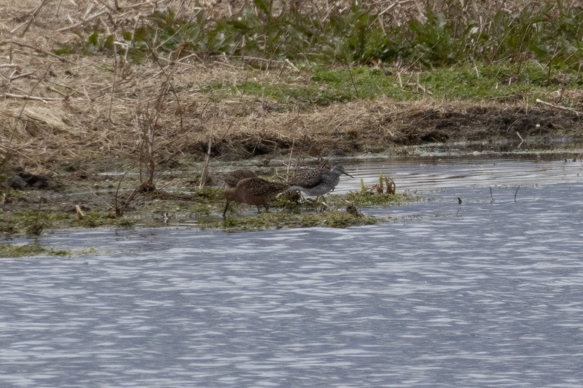 Long-billed Dowitcher - ML564440491