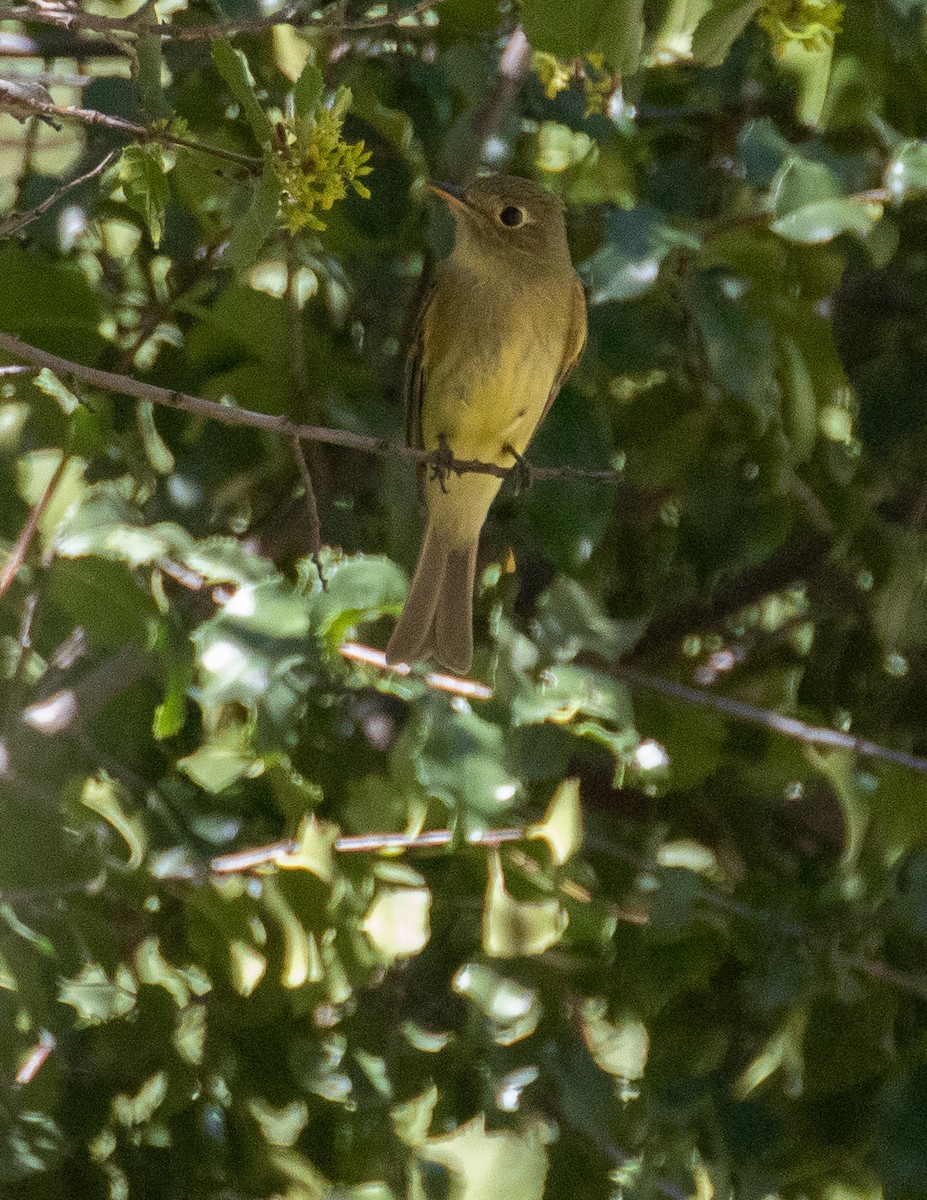 Western Flycatcher (Pacific-slope) - Chris Tosdevin