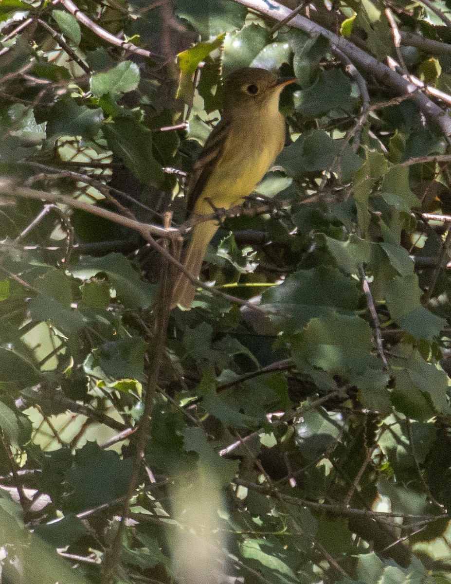 Western Flycatcher (Pacific-slope) - ML564440791