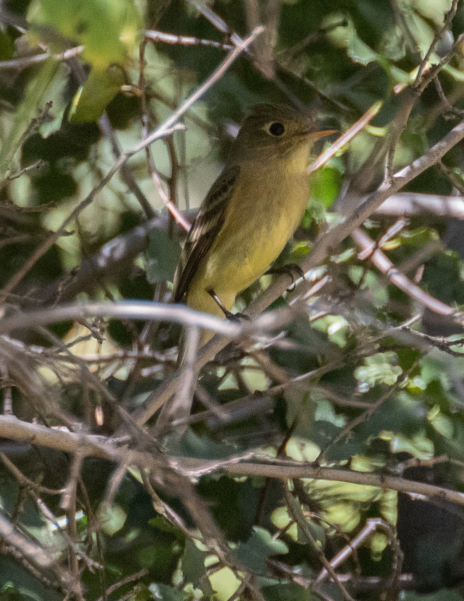 Western Flycatcher (Pacific-slope) - Chris Tosdevin