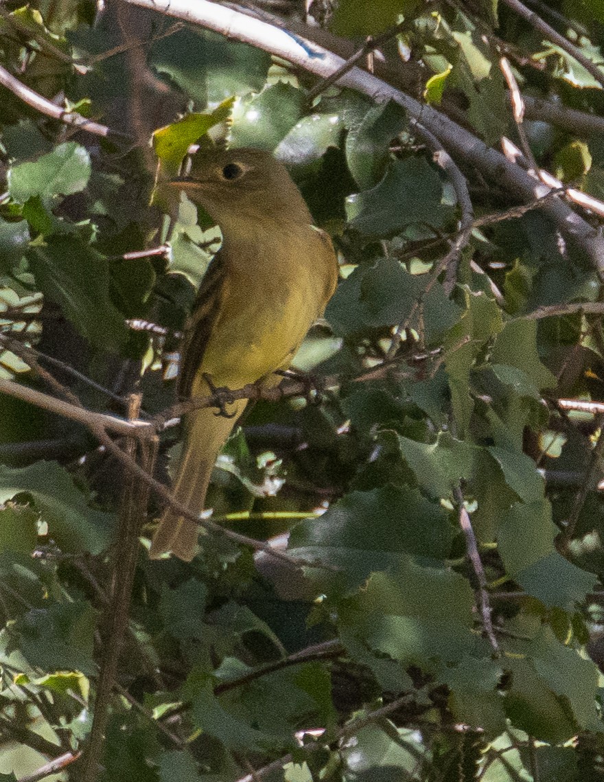 Western Flycatcher (Pacific-slope) - ML564440901