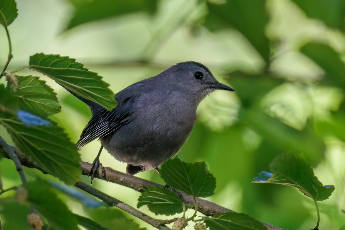 Gray Catbird - ML564441471