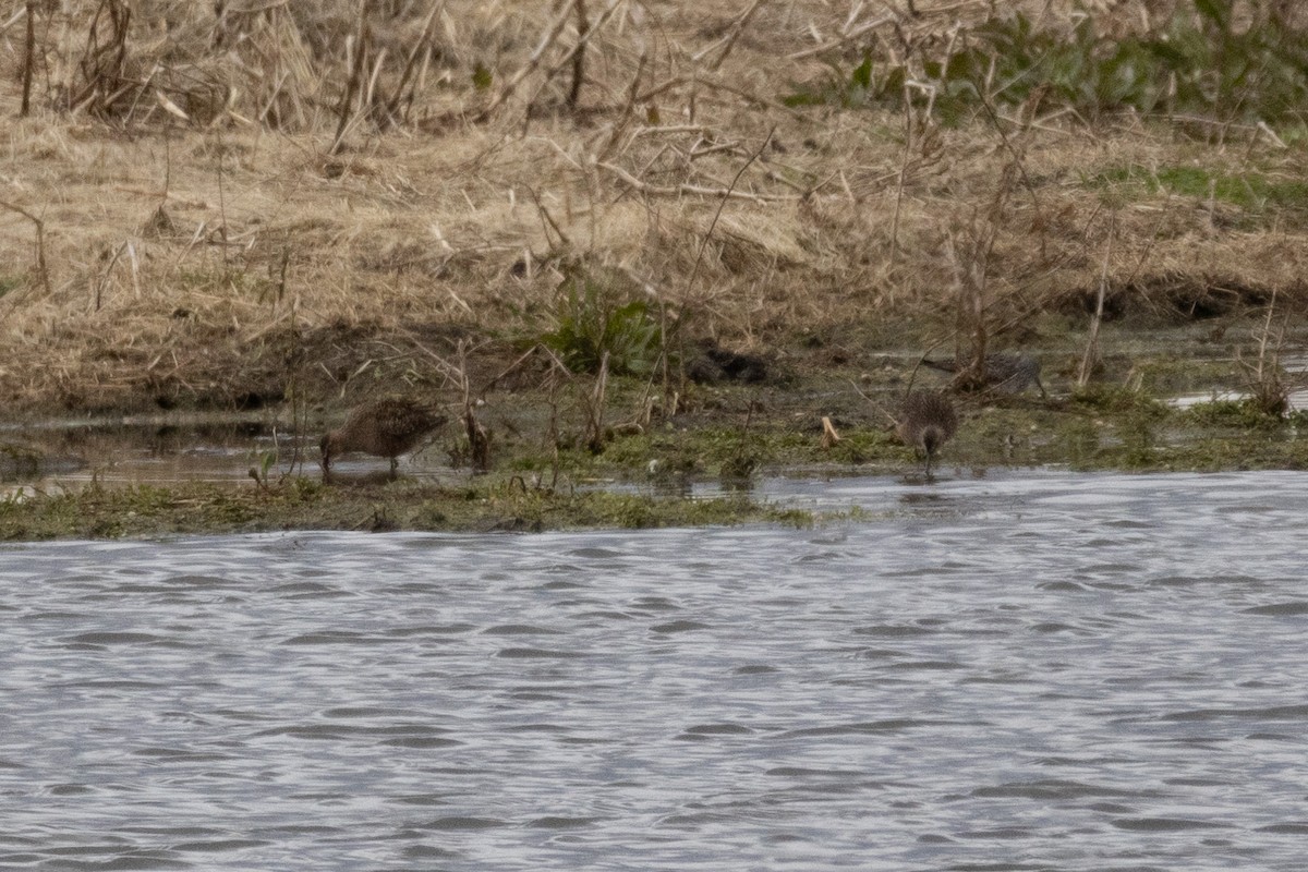 Long-billed Dowitcher - Joel Soma