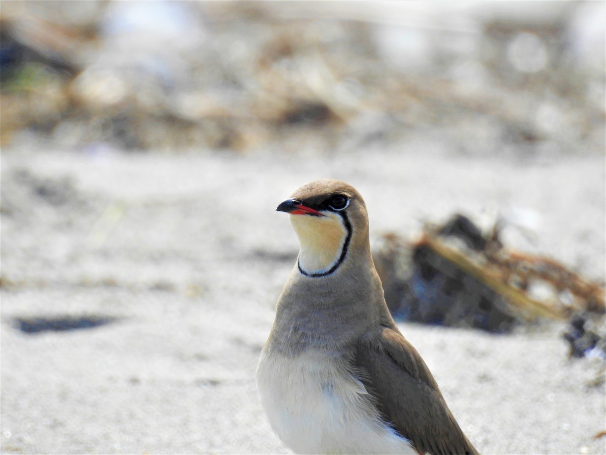 Collared Pratincole - Güneş Deniz Yıldırım