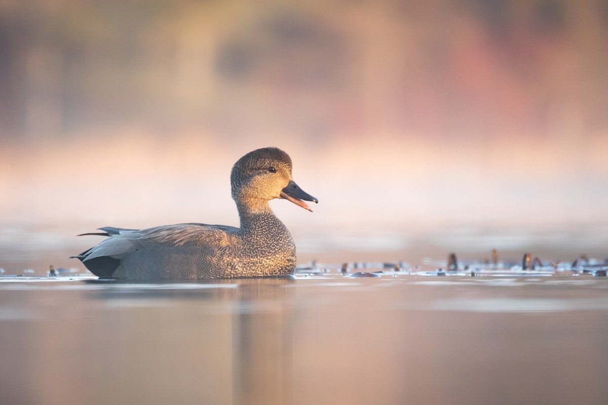 Canard chipeau - ML564443861