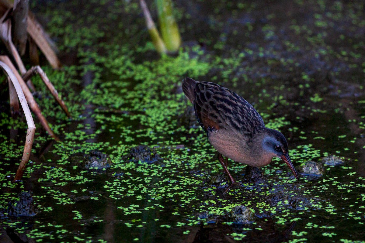 Virginia Rail - ML564444881