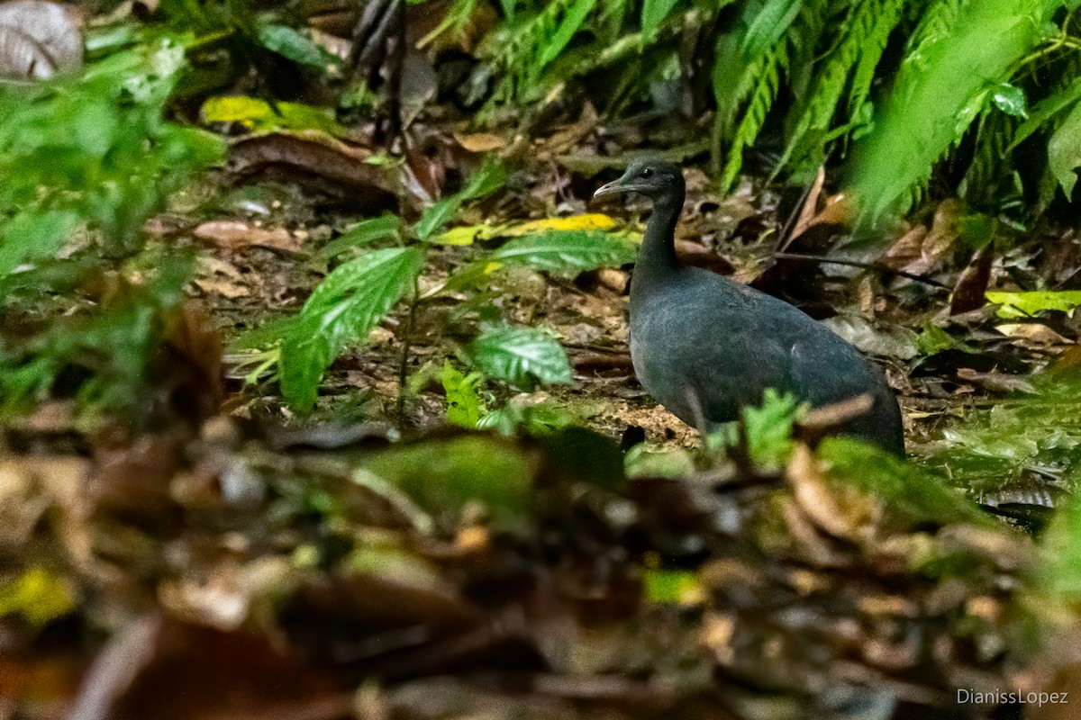 Black Tinamou - ML564444971