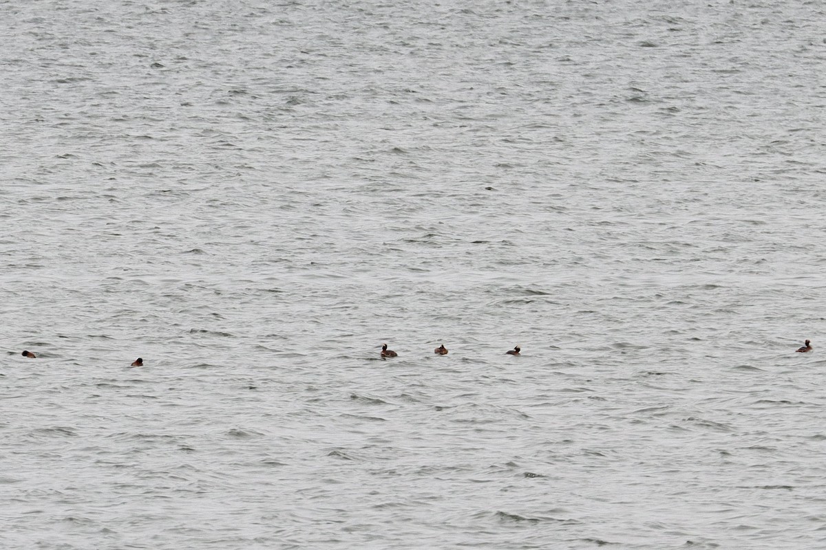 Horned Grebe - Justin Della Mora Duquette