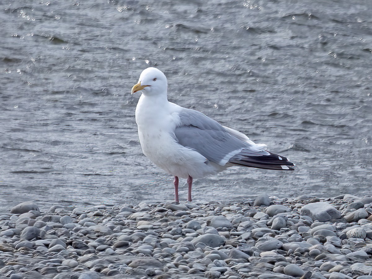 Herring/Glaucous-winged Gull - ML564445871