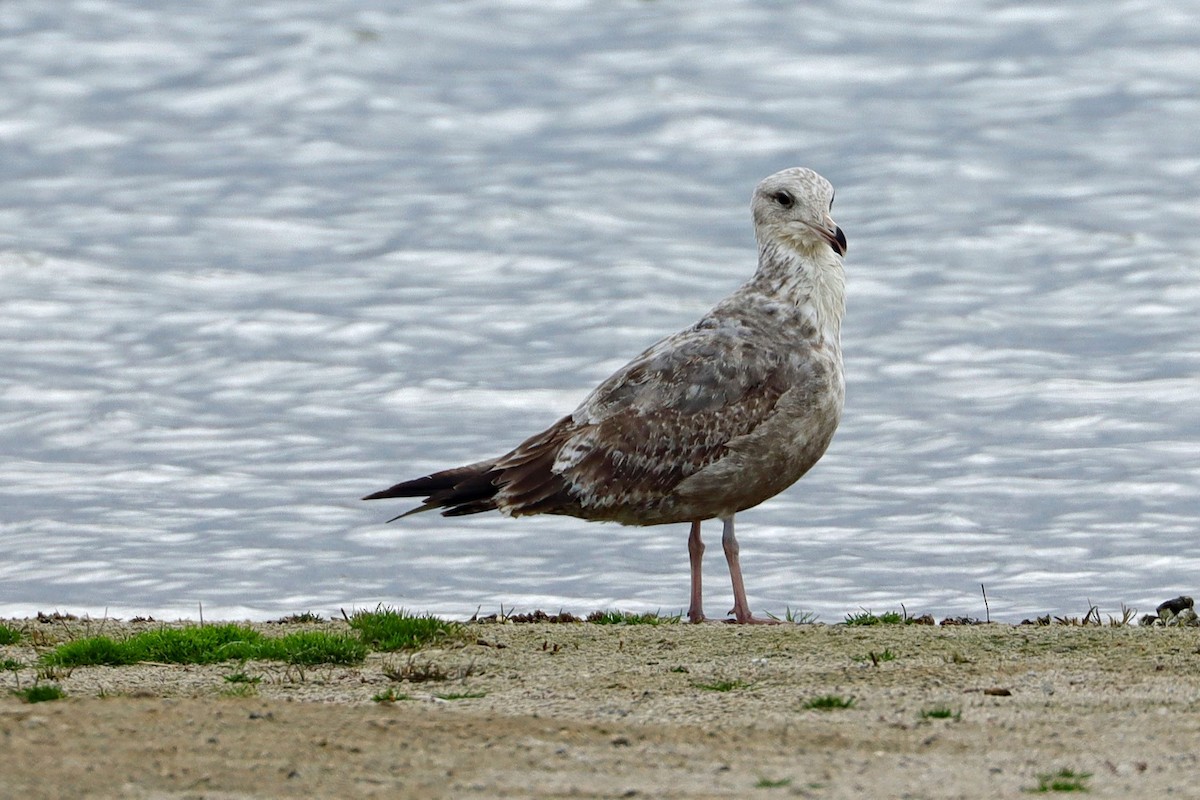 Herring Gull - Cindy Krasniewicz