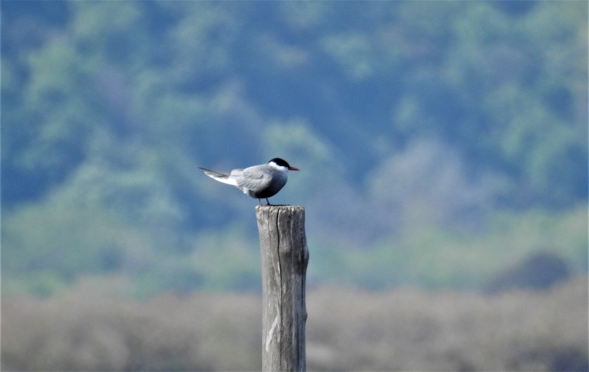 Whiskered Tern - ML564446851