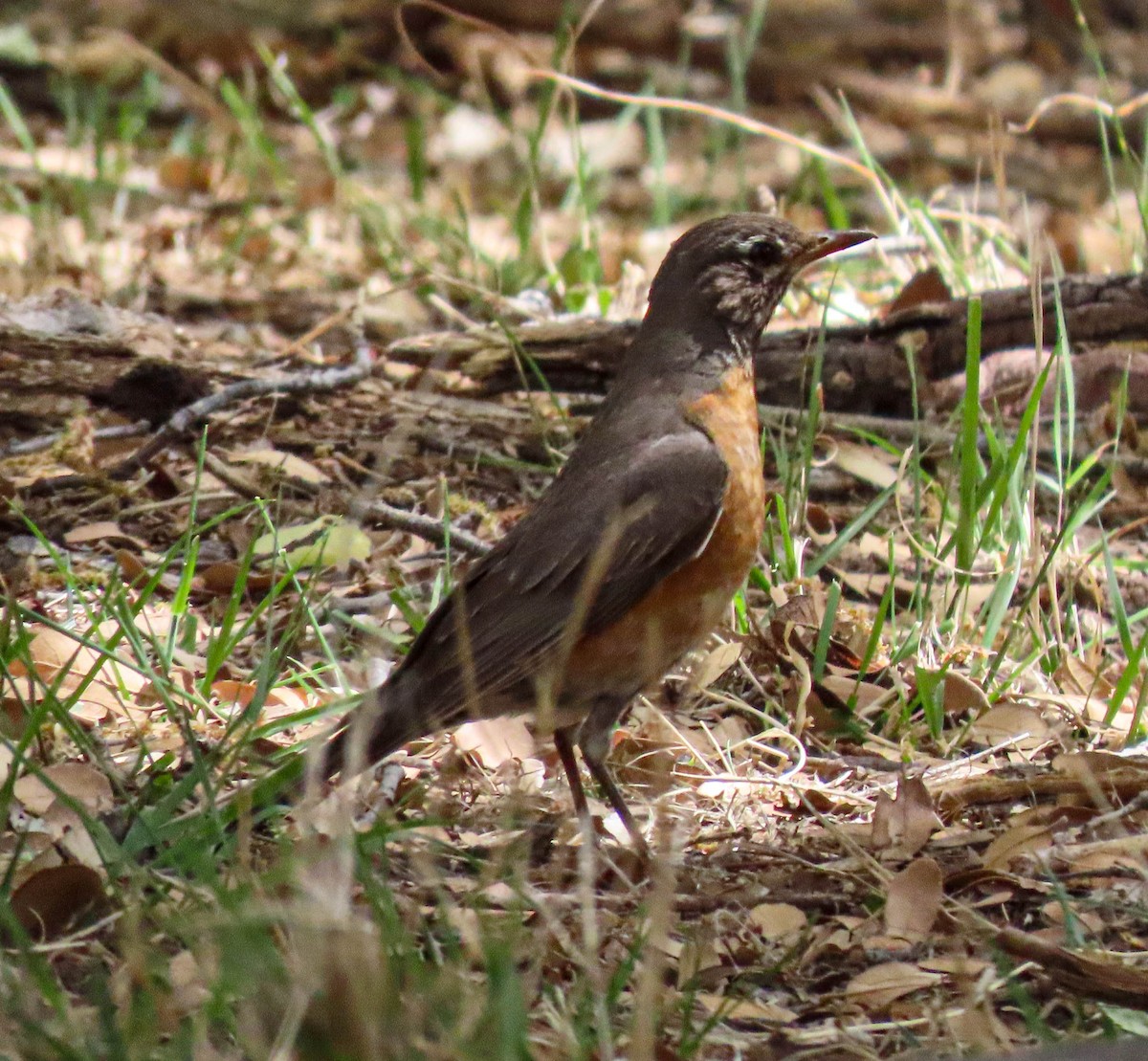 American Robin - ML564448641