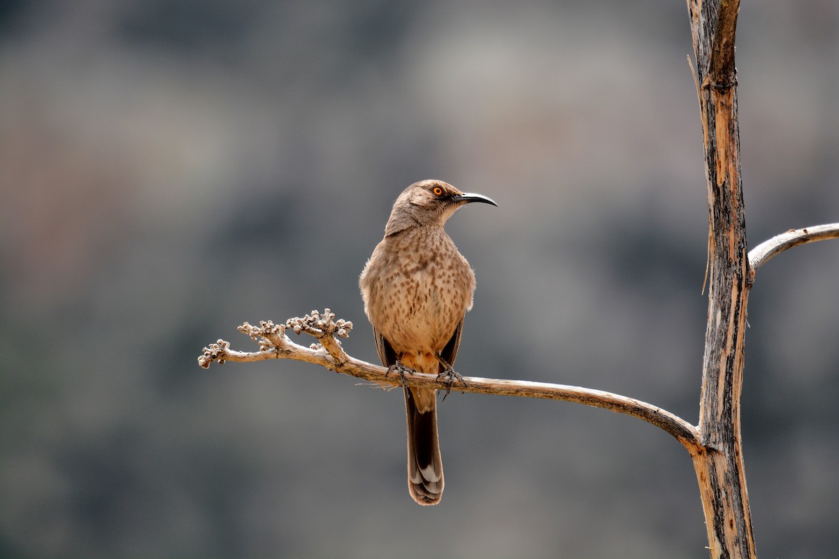 Curve-billed Thrasher - ML56444871