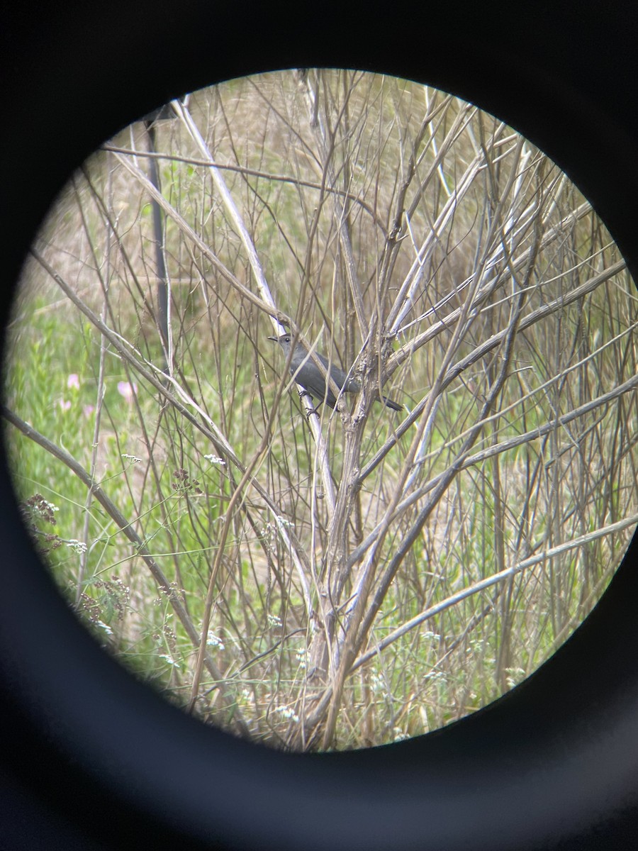 Gray Catbird - ML564449141