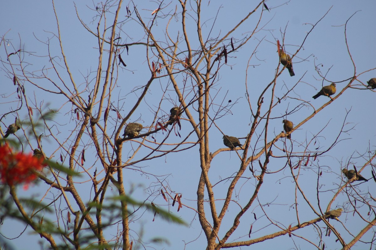 Yellow-footed Green-Pigeon - ML564449551