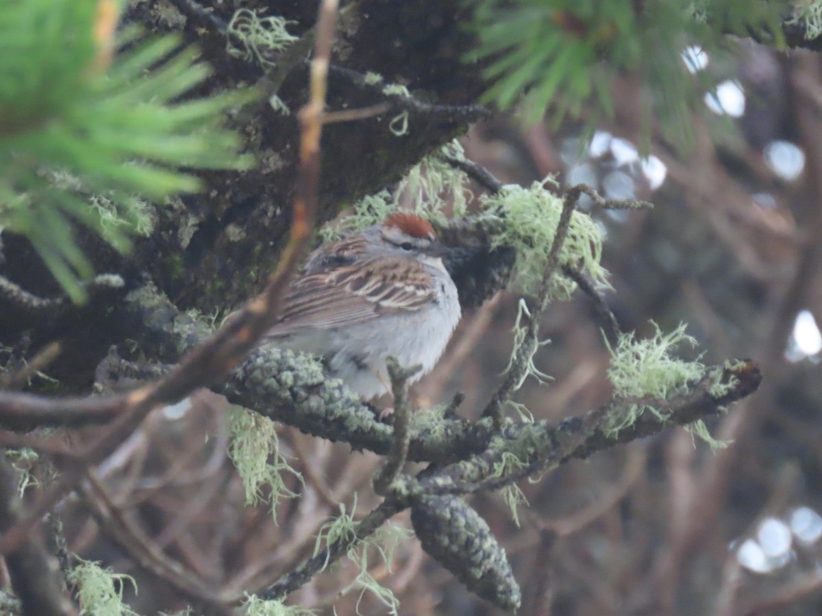 Chipping Sparrow - ML564450261