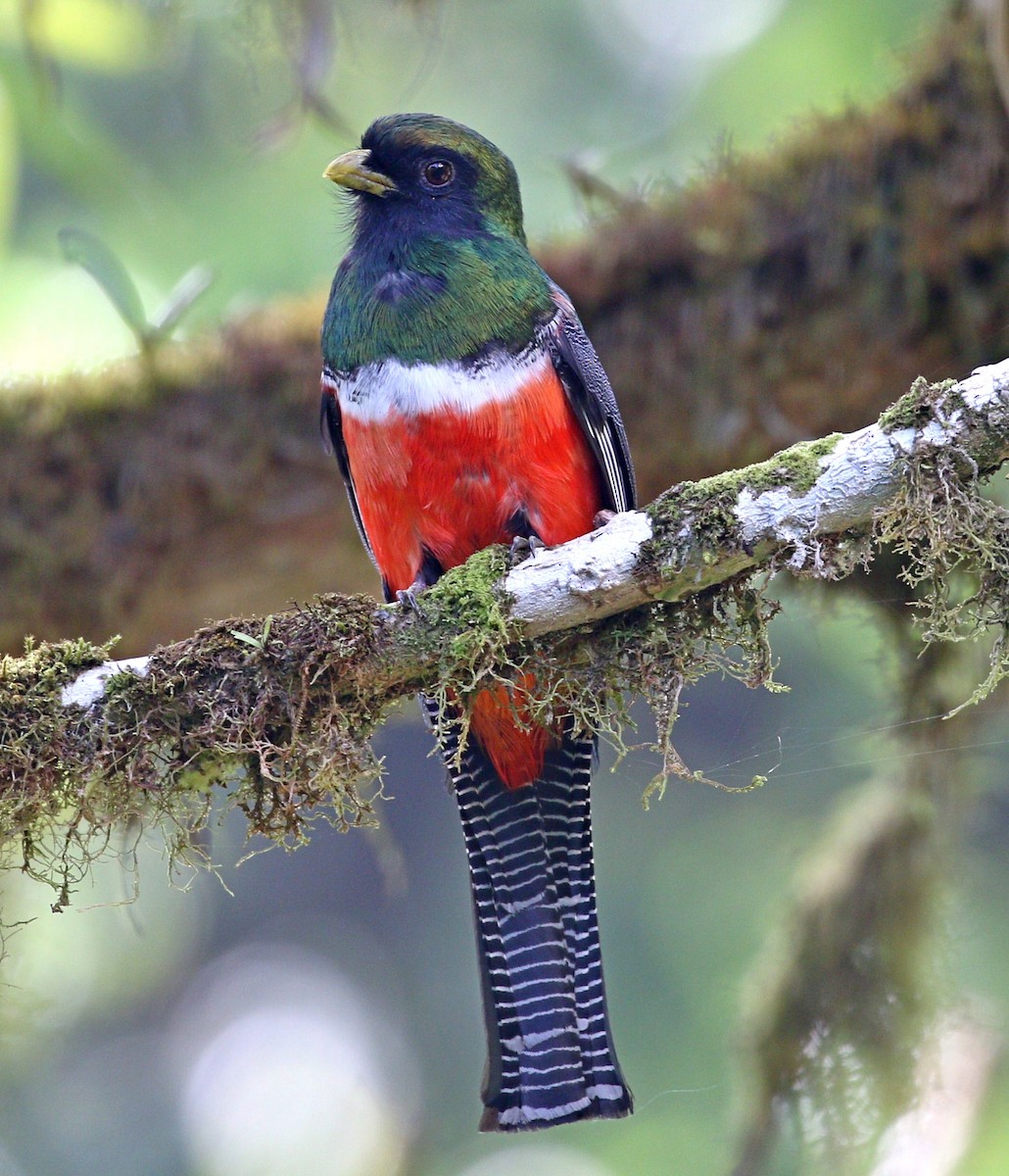 Collared Trogon - ML564451651