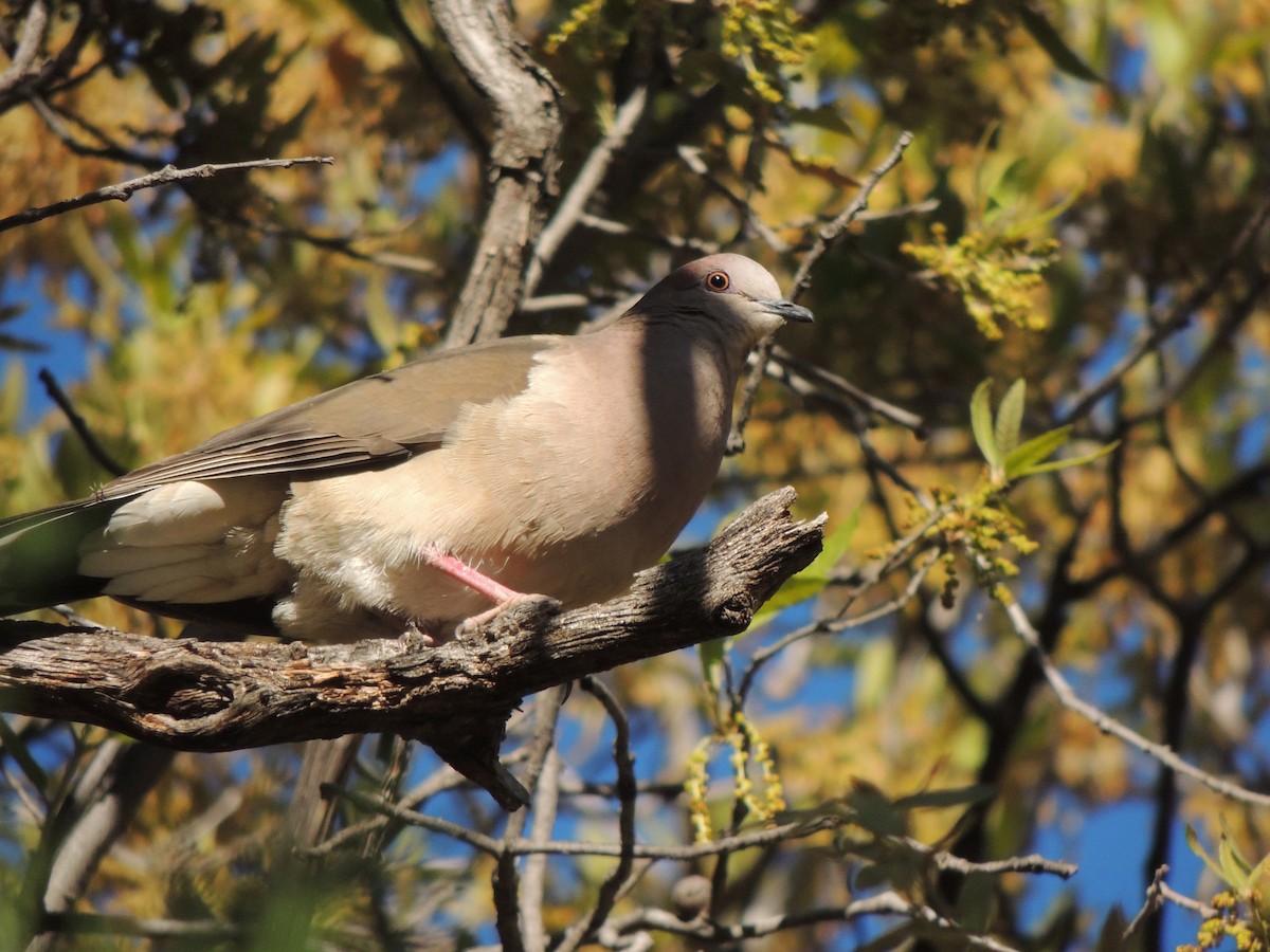 White-tipped Dove - ML564452591