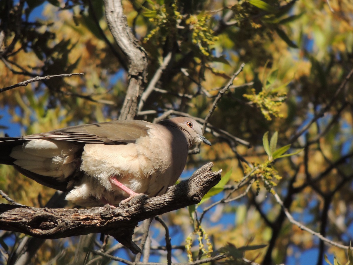 White-tipped Dove - ML564452691